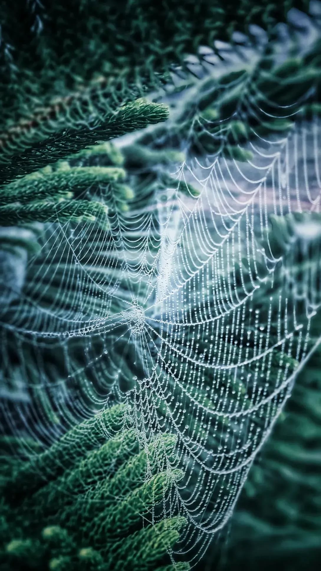 Web Labels 7
